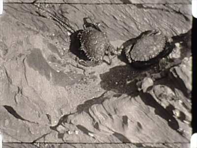 Anterior
